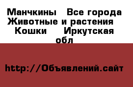 Манчкины - Все города Животные и растения » Кошки   . Иркутская обл.